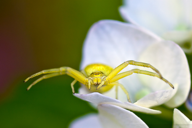 Misumena vatia