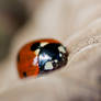 Ladybug