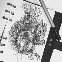 Squirrel Sketch