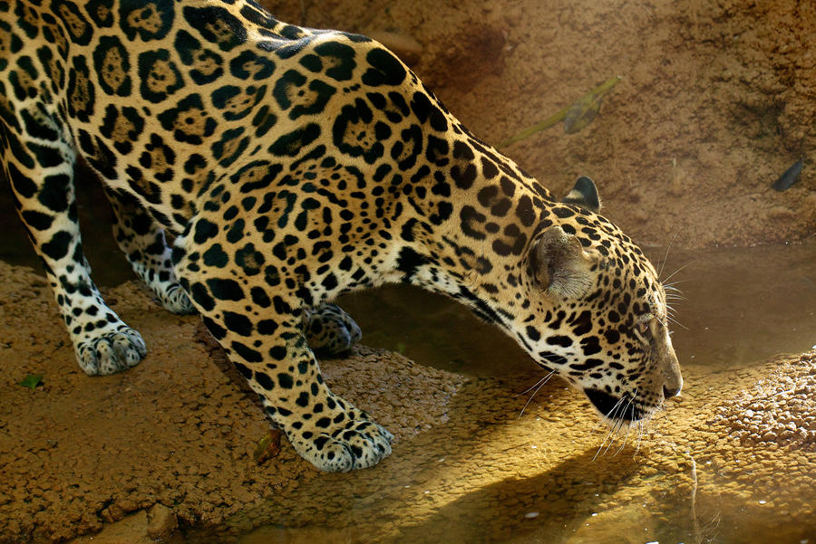 Jaguar