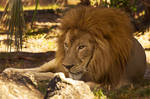 The King II - Thanks For The DD! by Kendra-Paige