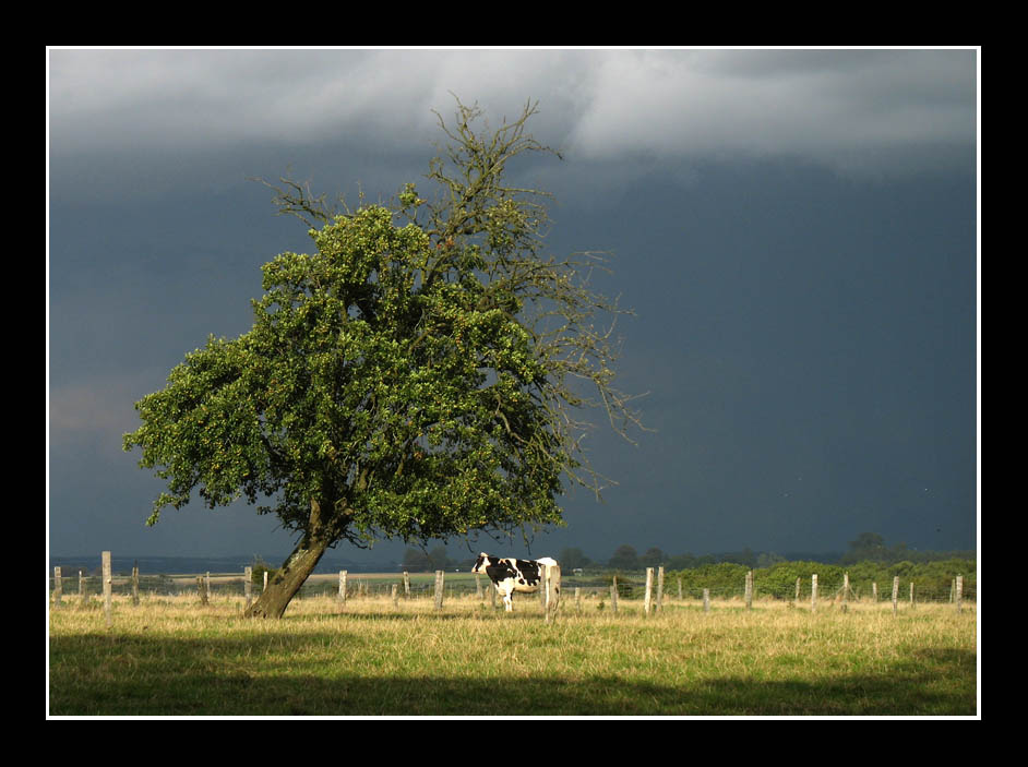 Countryside in Summer