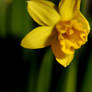spring_preview_2