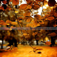 the best of autumn 4