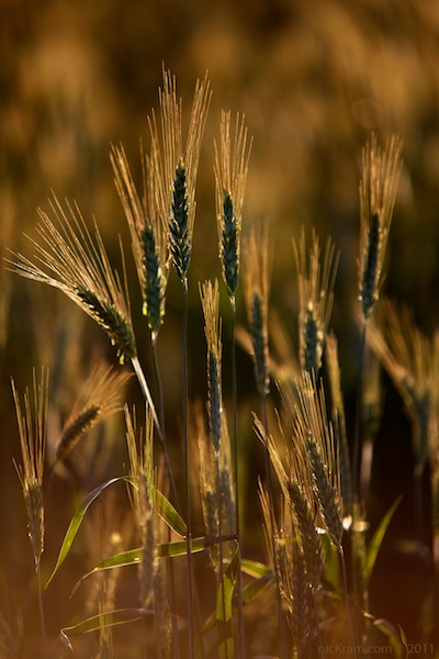 growing in the sun