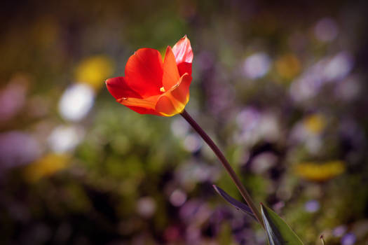 Red flower - closeup /macro