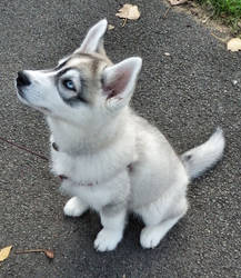 A Siberian Husky Puppy