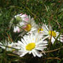 Daisies