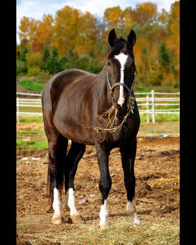 Grazing Horse