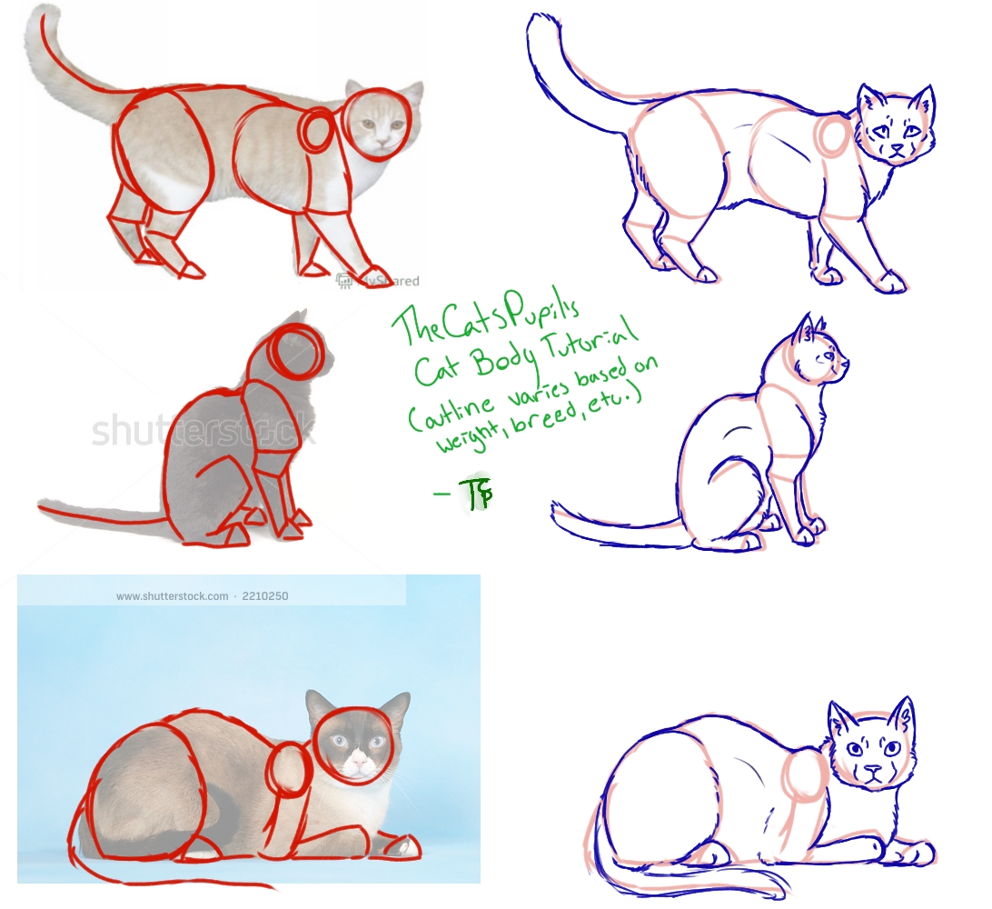 How To Draw Cat Body.