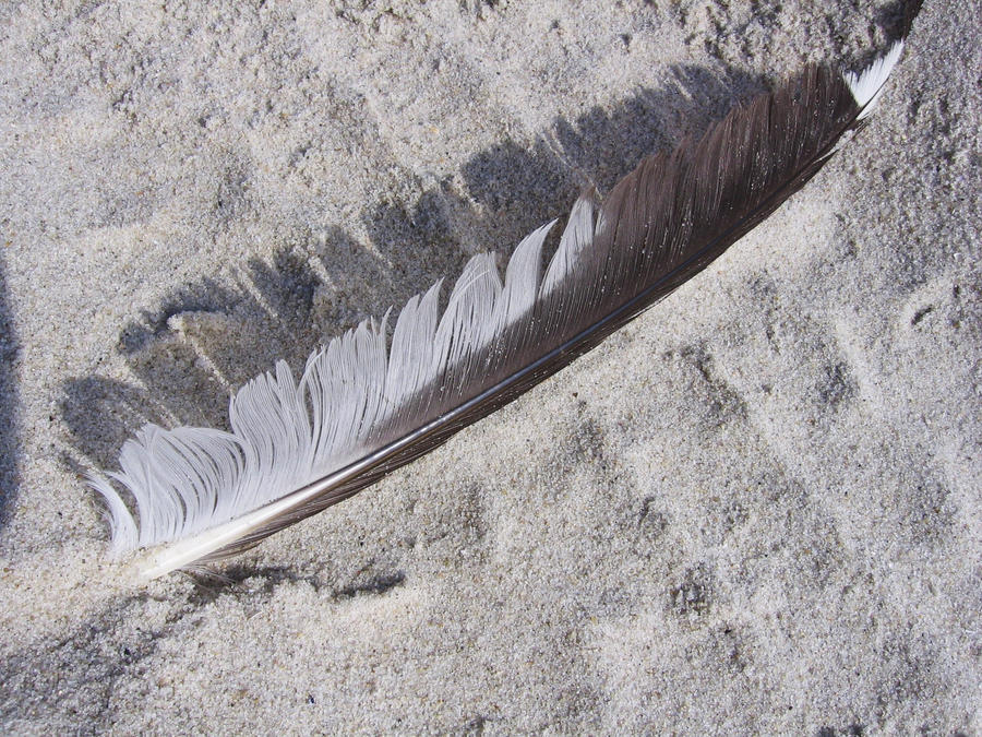 Feather in the Sand