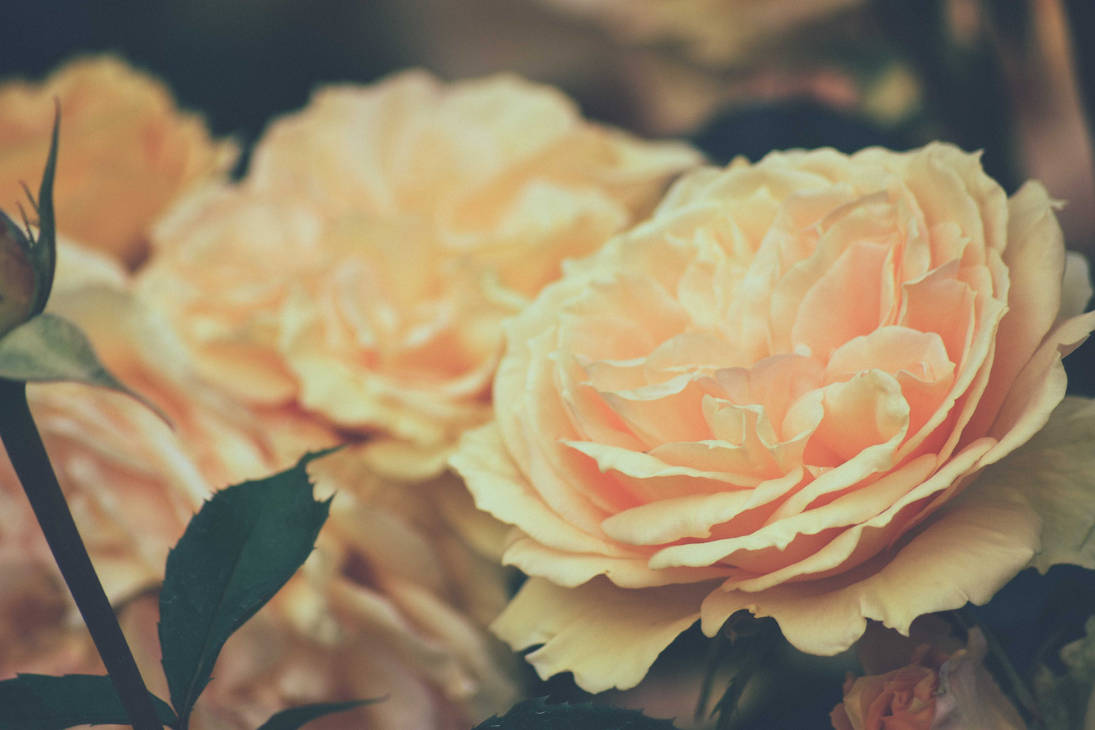 Soft Roses Art Soft Warm Roses by CapturedByKingston on DeviantArt