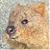 Quokka Icon