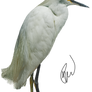 Egret