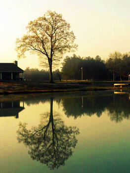 Tree Reflection