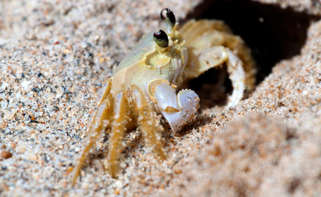 Sand Crab