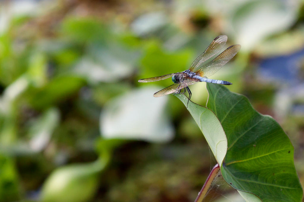 Dragonfly on a Leaf