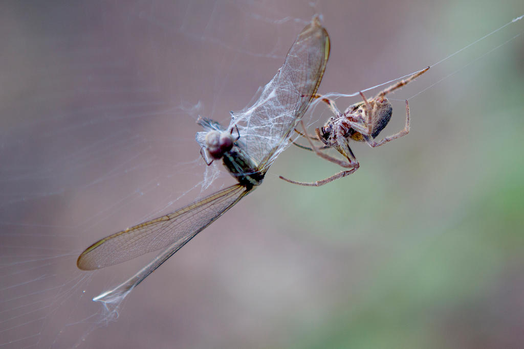 Spider Killing a Dragonfly