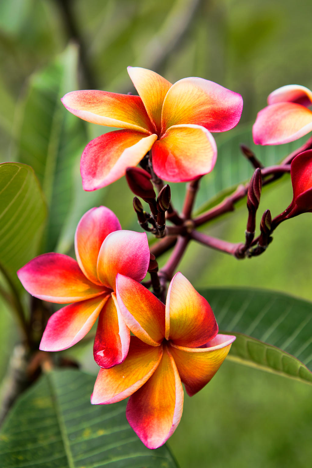 Plumeria Flower