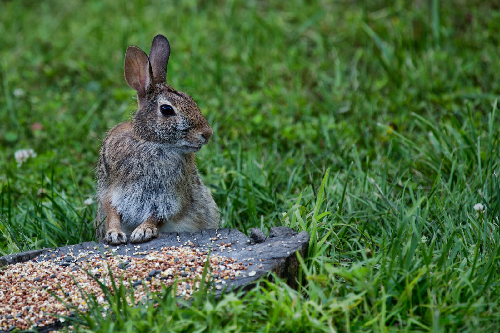 Bunny!!!