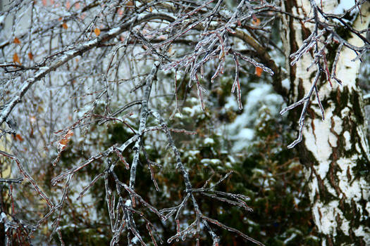 Freezed tree