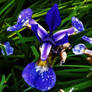 Iris in the rain (1)