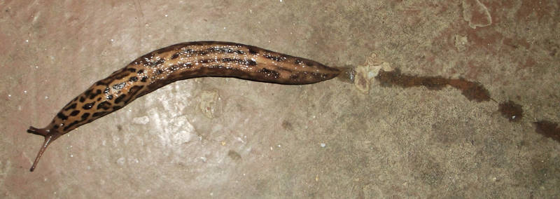 Leopard slug in early May (7)