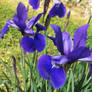 Irises of May (4)