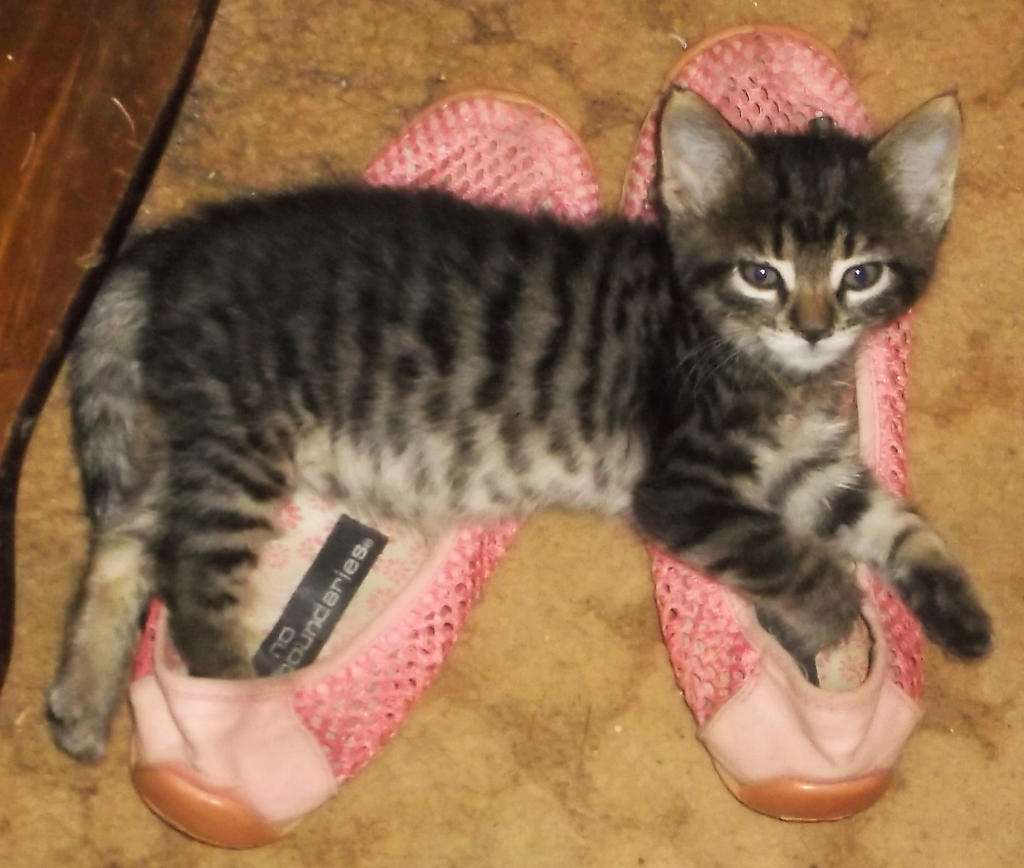 'Grandma's shoes are a comfy bed!'