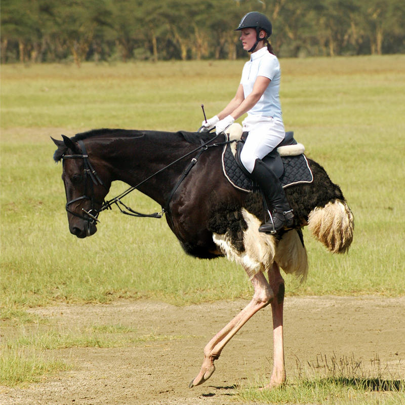 Animal Morph Project by BrittXEdo on DeviantArt