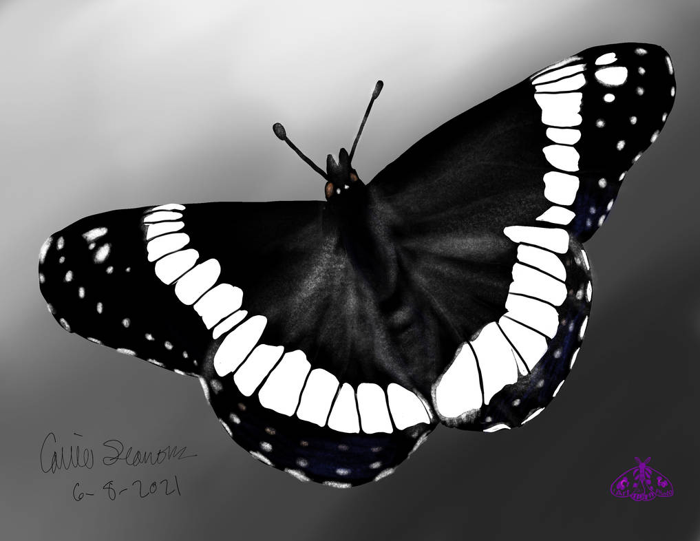 Weidmeyer's Admiral Butterfly by Divineheart7 on DeviantArt
