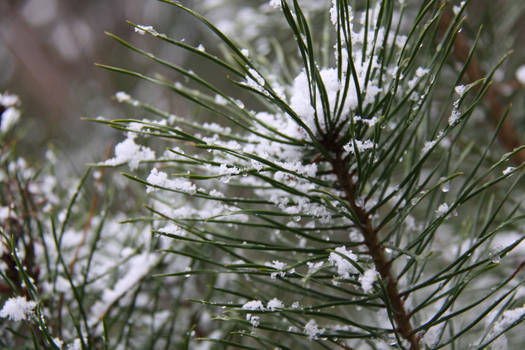 A bit of glazed frost