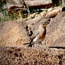 African Collared Pratincole at San Diego Zoo