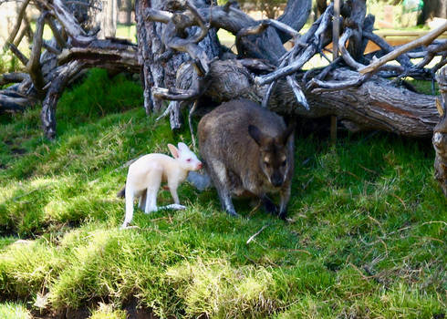 Rare Albino Wallaby Joey