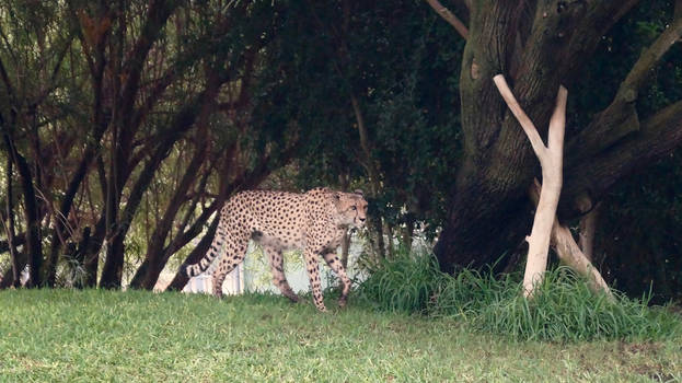 South African Cheetah