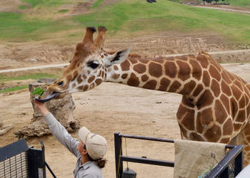 Giraffe at San Diego Zoo Safari Park