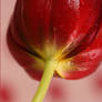 RED tulip flower-I