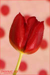 RED tulip flower-III by Jwhrat-Ad