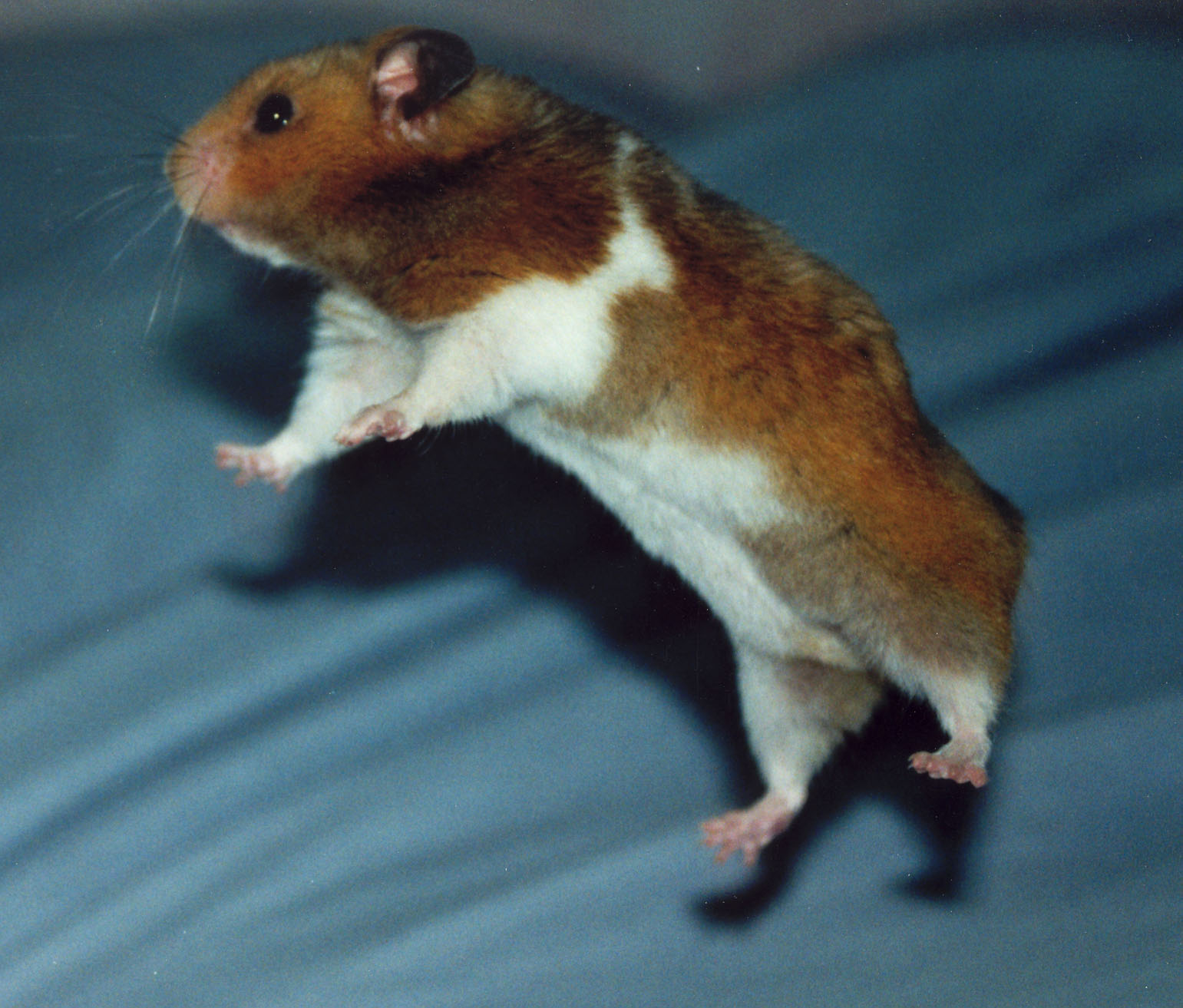 Flying Hamster by nikmil on DeviantArt Flying Hamster by nikmil on DeviantArt