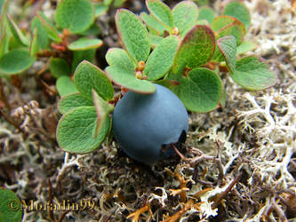 'Giant' northern blueberry