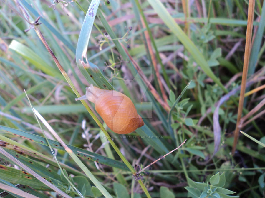 Vampire Snail snail by vampiregirl125 on DeviantArt
