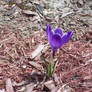 crocus