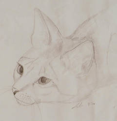 Pencil Kitty 5