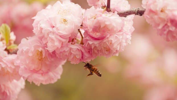 Flower Inspector