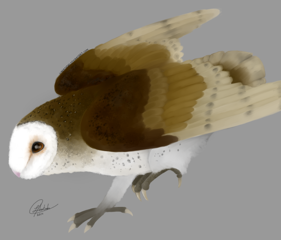 Owl speedpaint