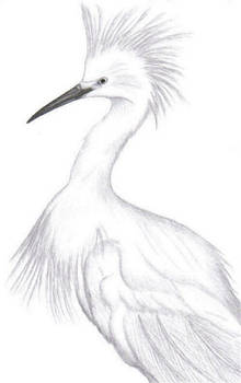 Snowy Egret