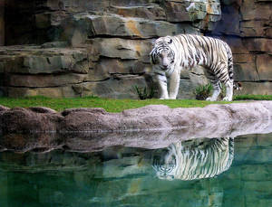 'White Tiger'