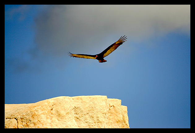 Turkey Vulture