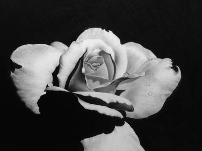 White Rose