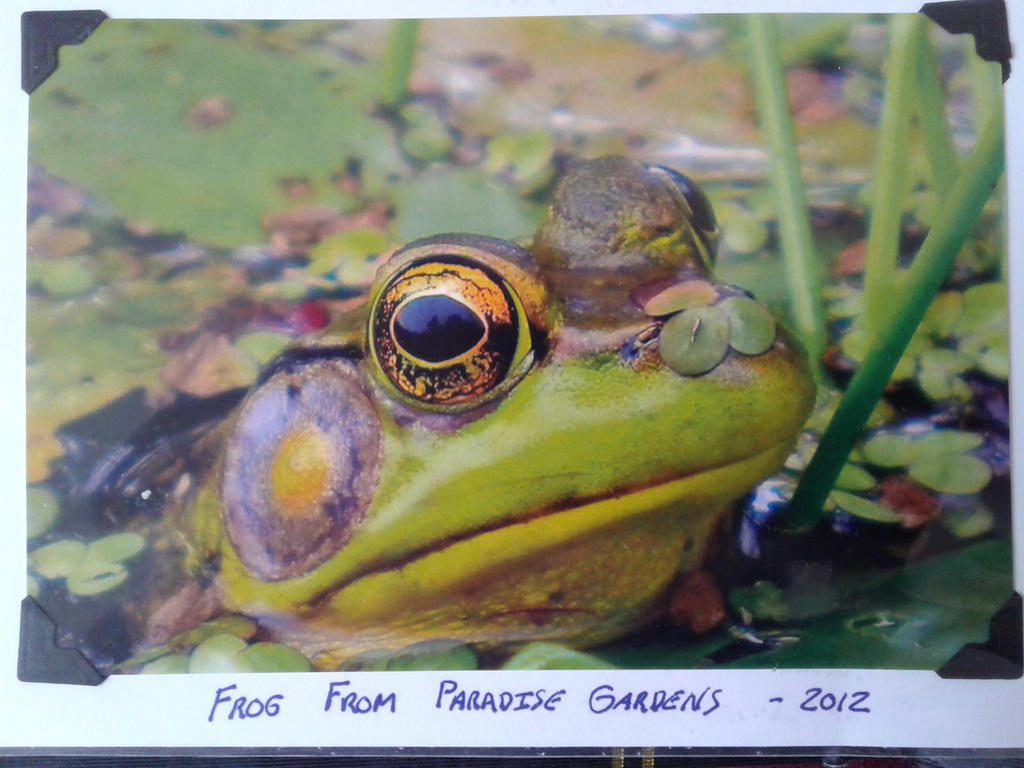 Paradise Frog